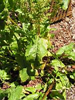 Rumex Patientia, fam. Polygonacees, Europe (1) (Photo F. Mrugala)